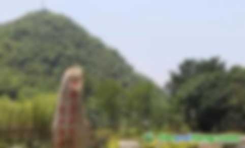 中關(guān)村綠色發(fā)展智庫(kù)專家、教授李金良：促進(jìn)我國(guó)CCER林業(yè)碳匯交易的建議