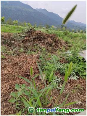 公園、綠化帶隨處可見(jiàn)的狗尾巴草（熊曉虎 攝）