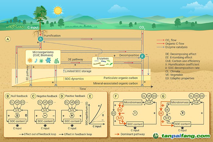 圖 土壤有機(jī)碳周轉(zhuǎn)過程與負(fù)反饋機(jī)制.jpg